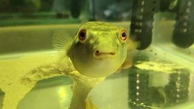 胖头鱼被爆料视频大全下载,揭秘网络红人幕后真相